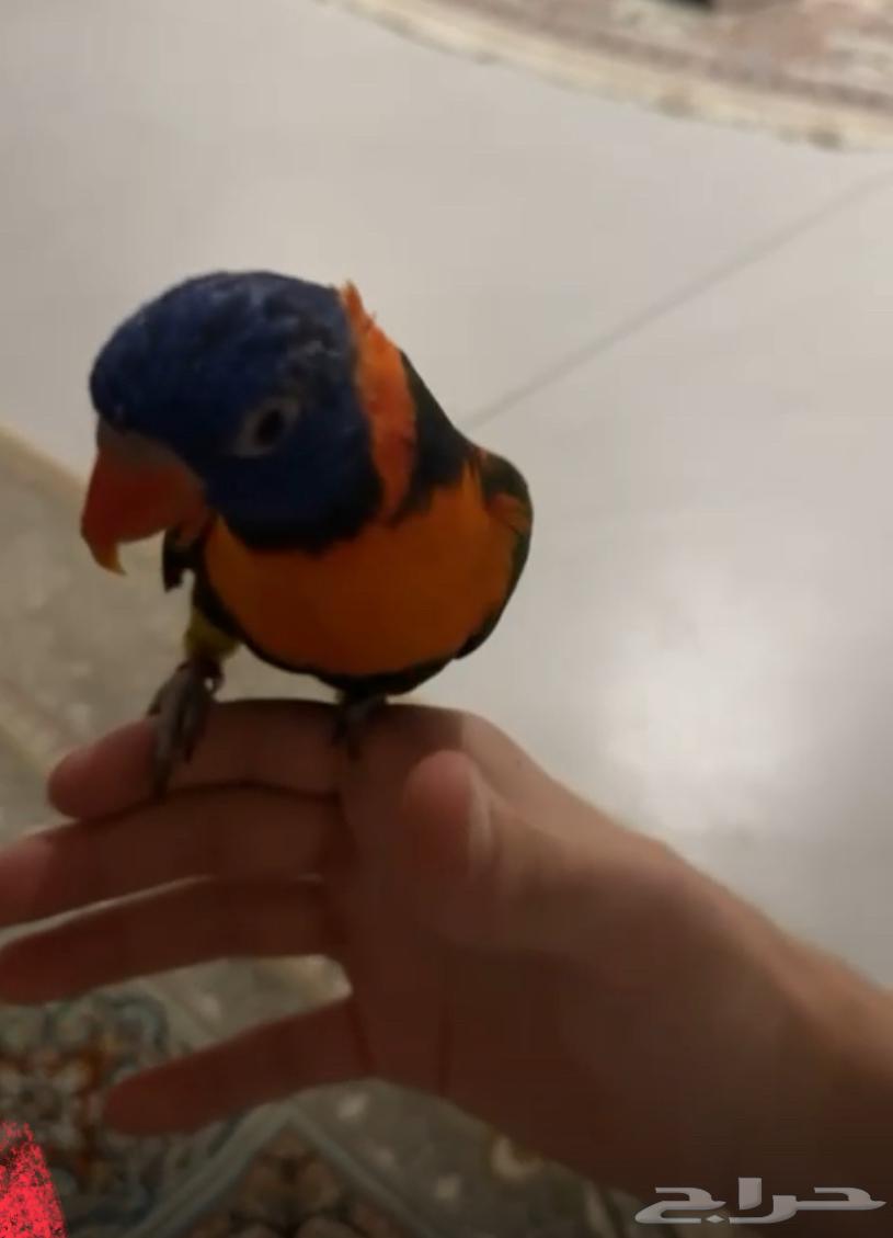 لوري تربيه هدد للبيع يصلح حق الأطفال64385119758465111