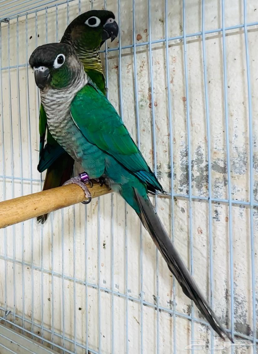 For sale pair of canaries, blue cheek and green cheek64378716749699111