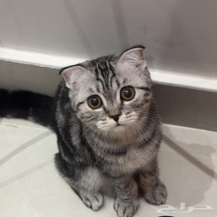 قطوه للبيع64383511787650110