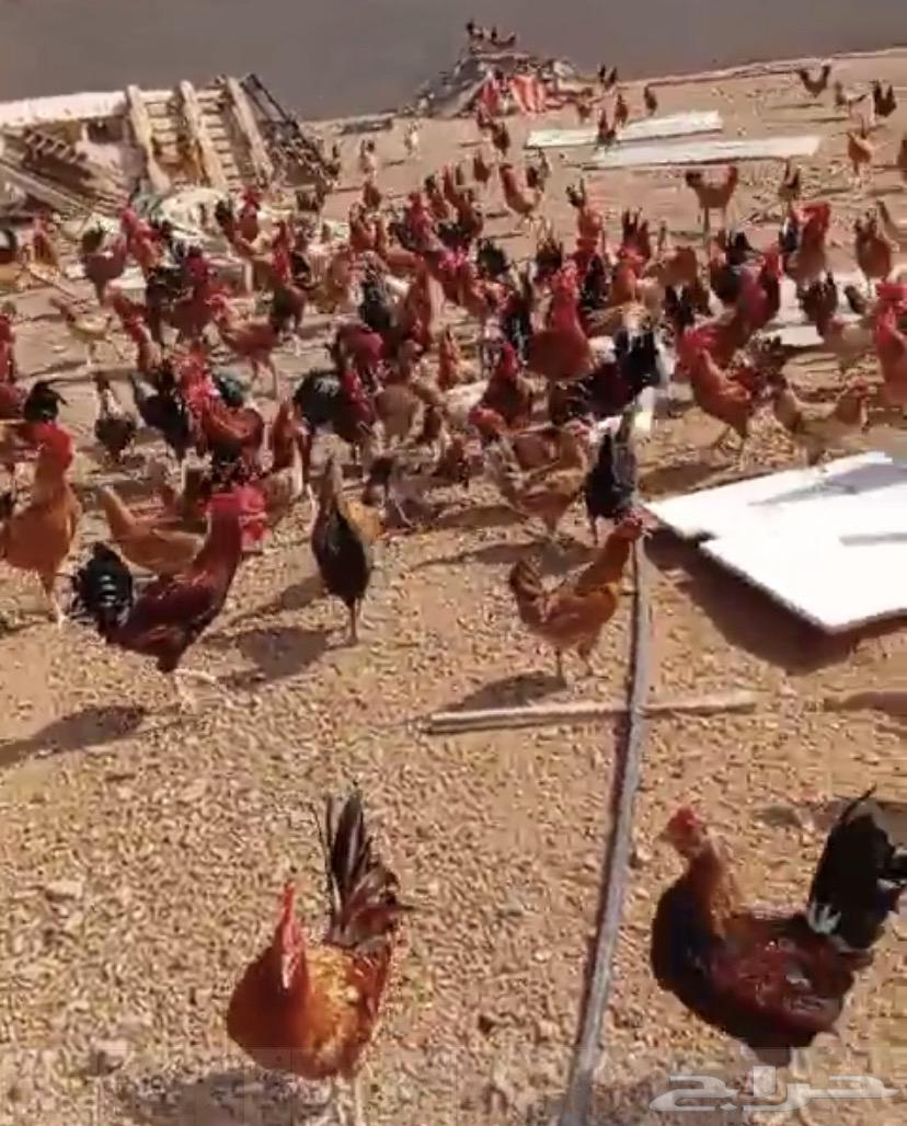 ديوك بلدي للبيع احجام توب64383261176065114