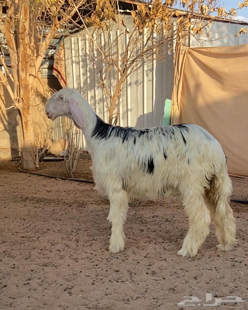 رخل نجديه64388385675906110