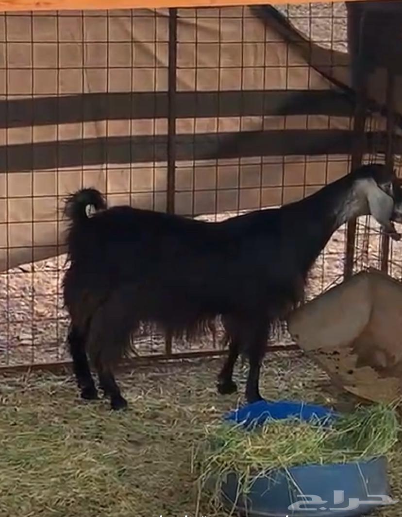 للبيع معزا64391341267459110