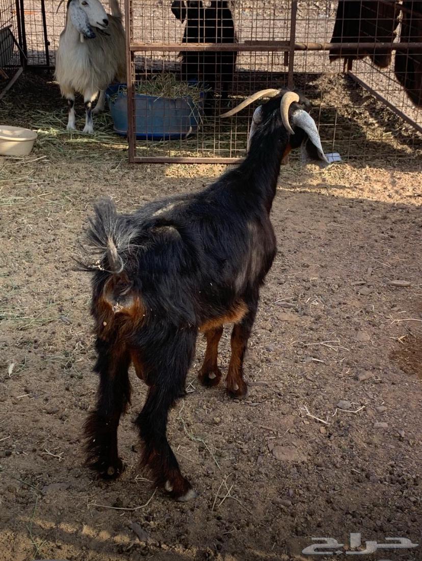 للبيع معزا64391341267459112