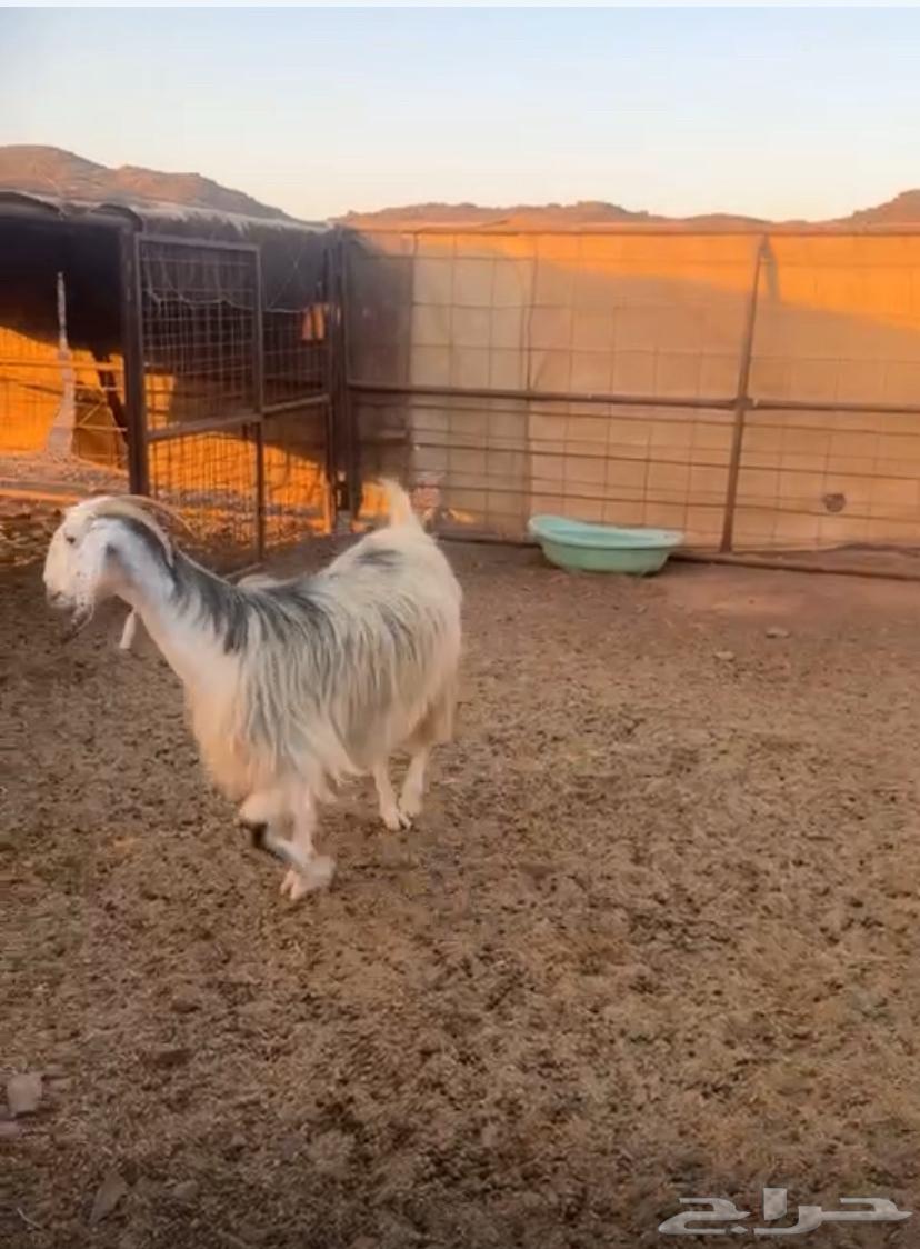 للبيع معزا64391341267459111