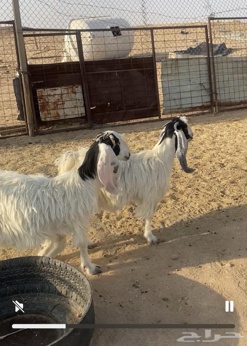 جفرات جذعات للبيع64382749279233113