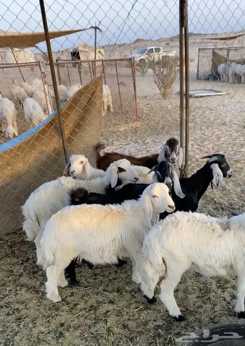 4 طليان و4 تيوس للبيع بريه64381191603713110