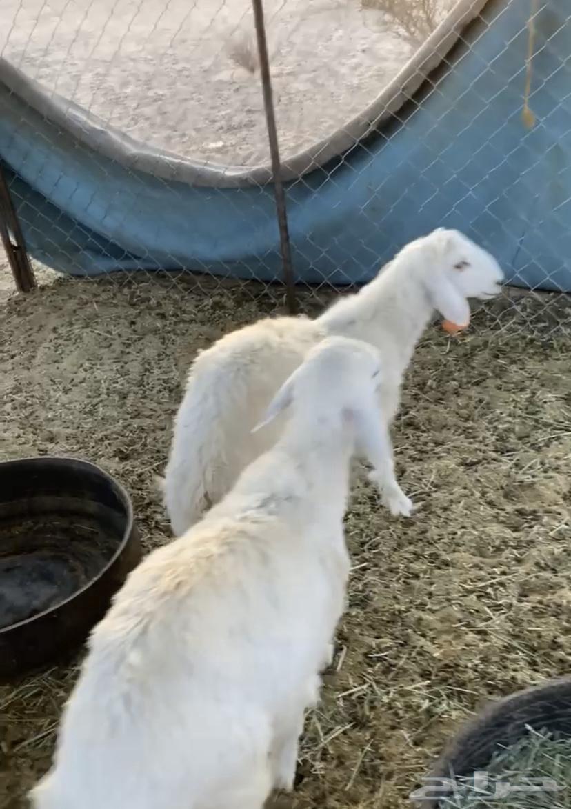 4 طليان و4 تيوس للبيع بريه64381191603713111