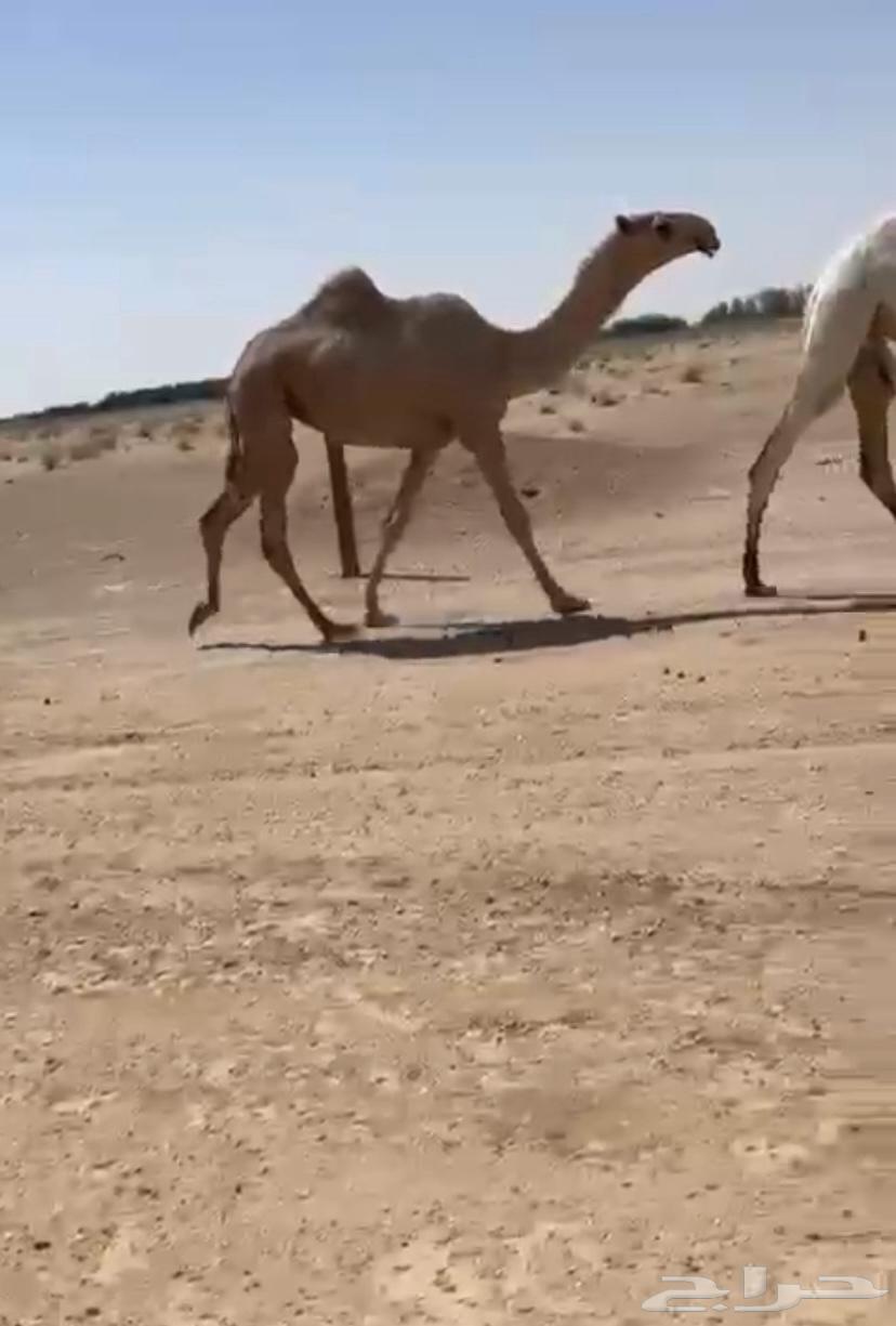 بكره للبيع64385397720577111