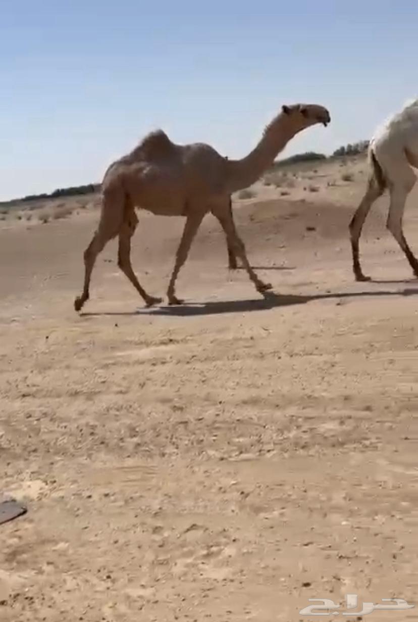 بكره للبيع64385397720577110