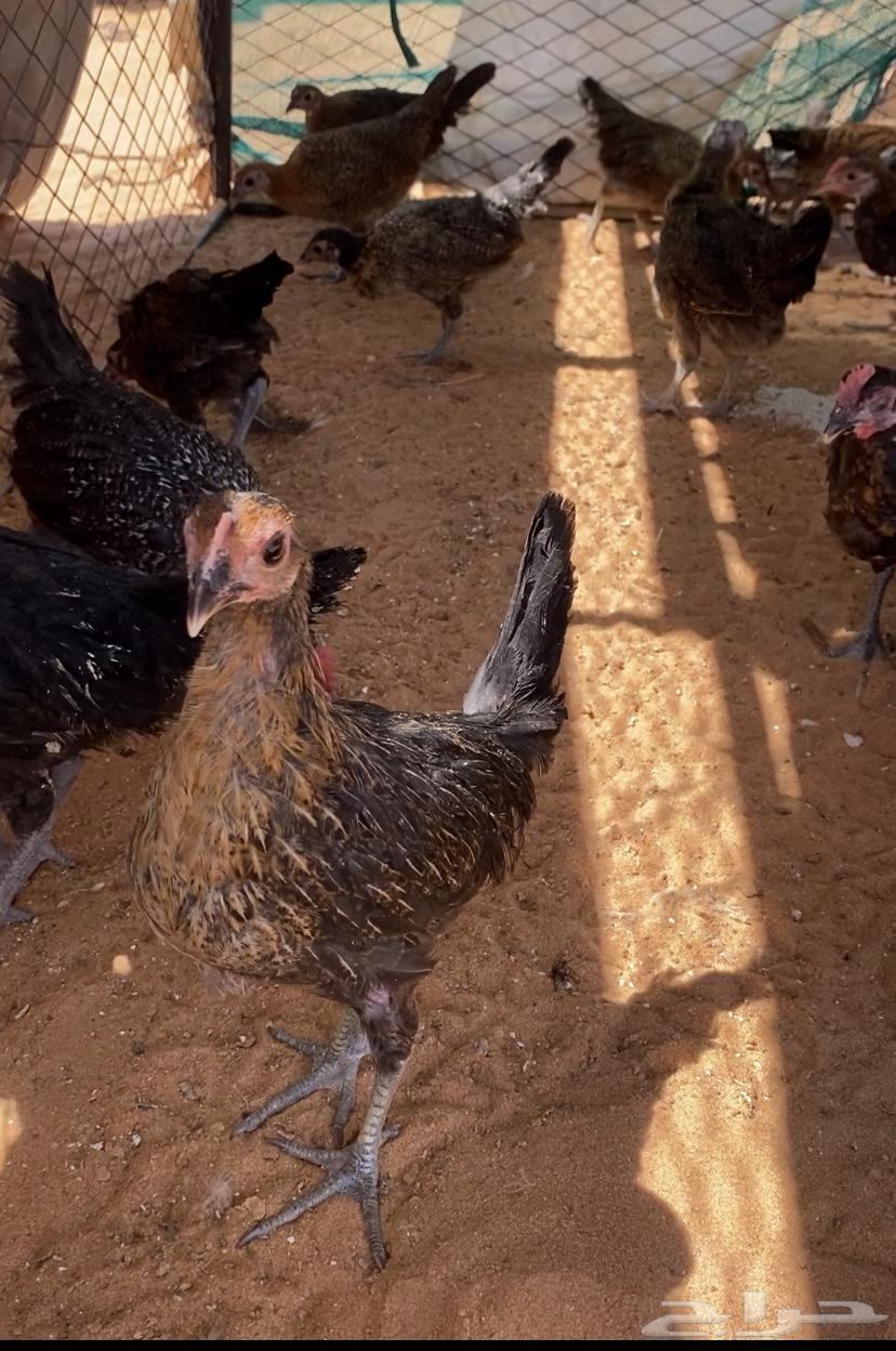 Faraaj Problem64387843582721111