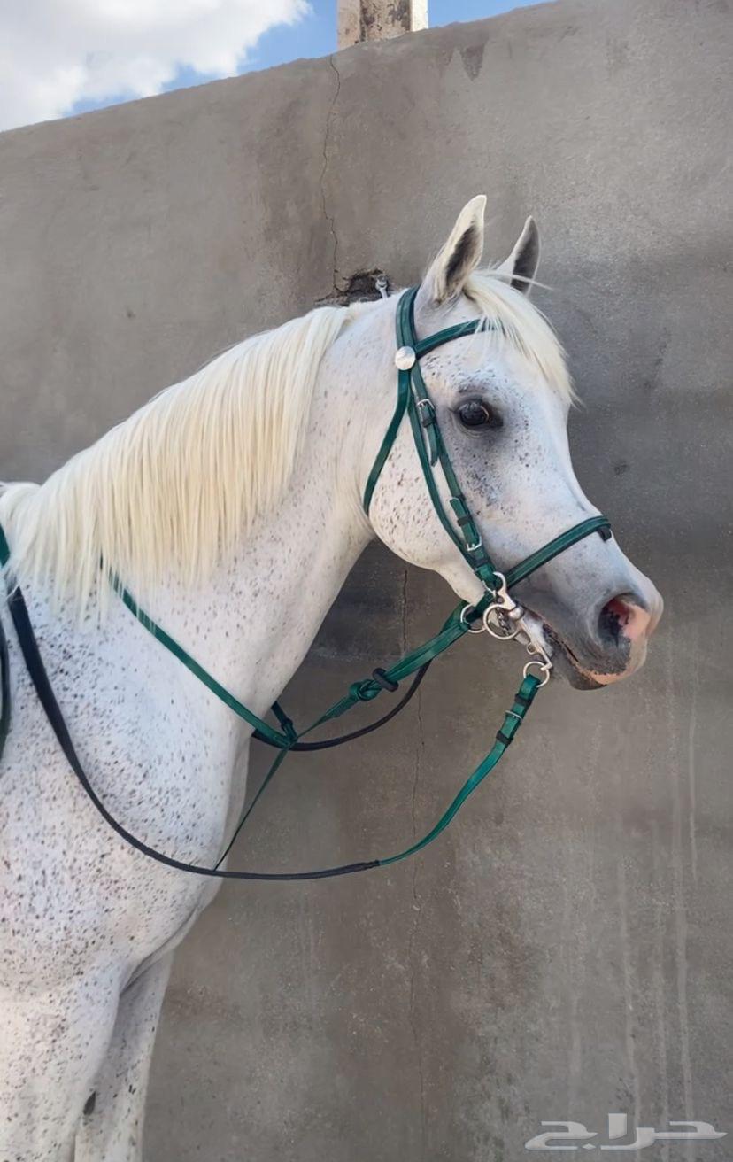 خيل واهو64389640198274110