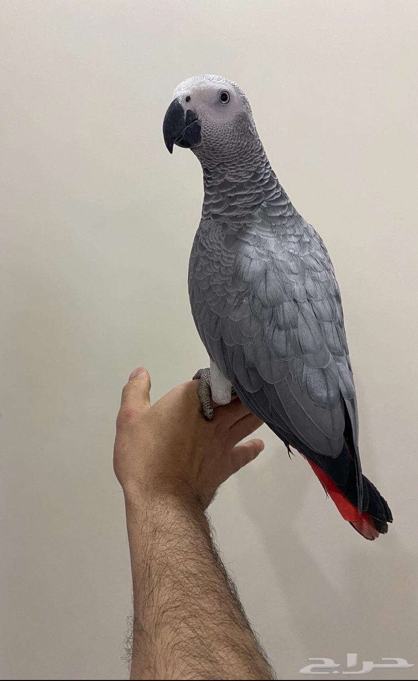 Very bright Casco parrot, local breeding, very tame, talking, age 11 months64383857517954110