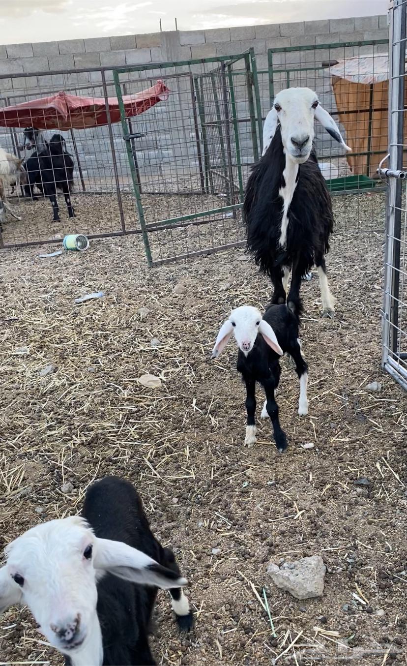 نجديه متومه64380244044674110