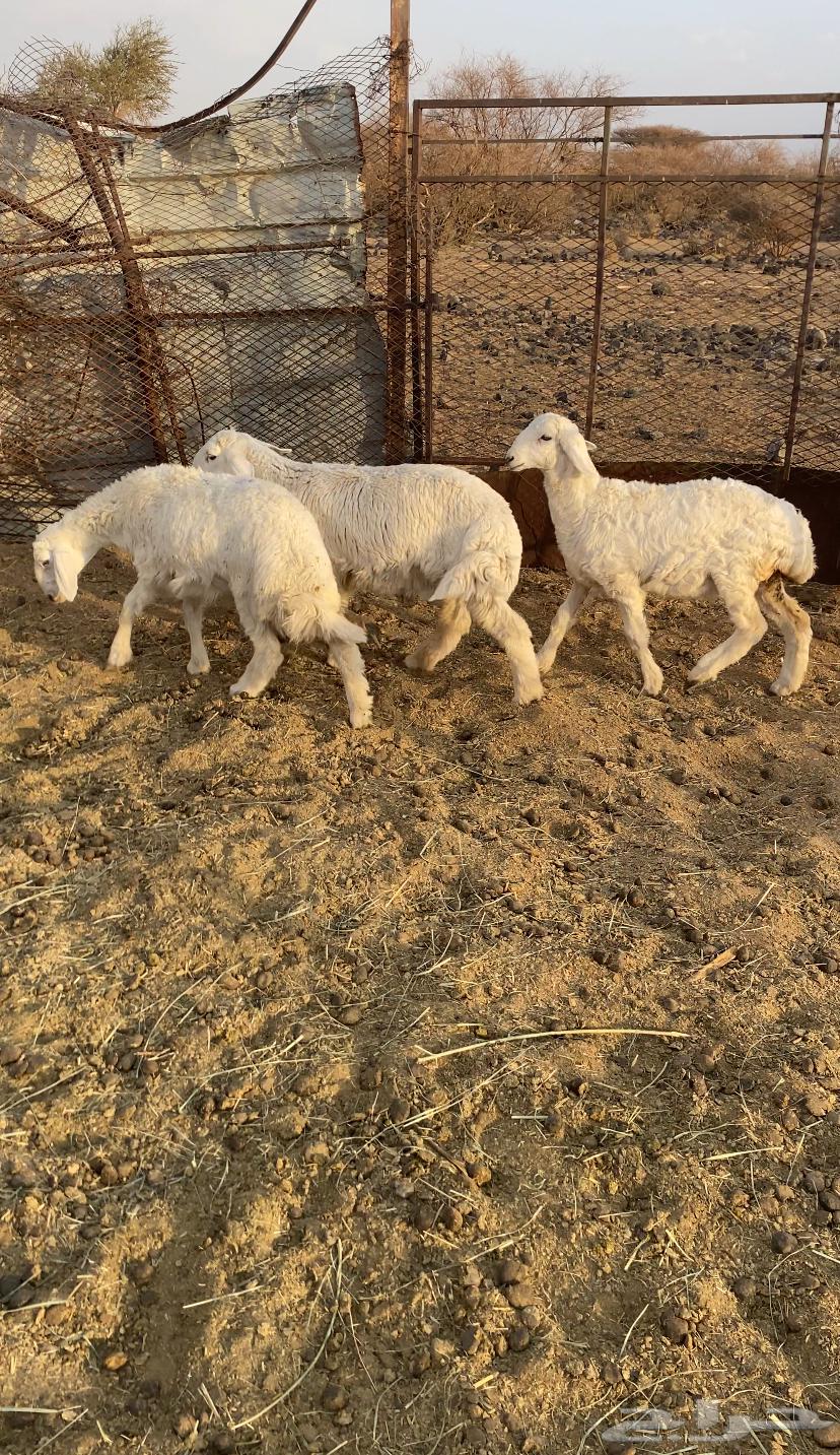 بهم للبيع العدد 364387145980289110