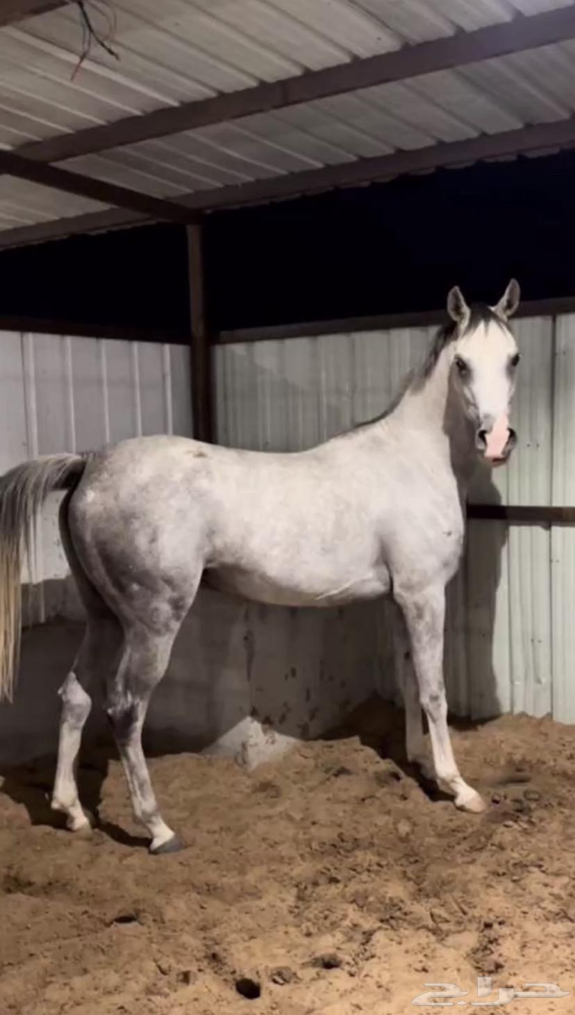 Purebred mare, sound condition64378454989697113