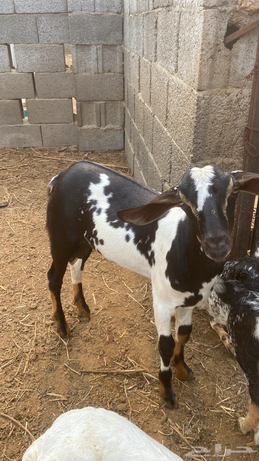 Goat for breeding64391591452033110