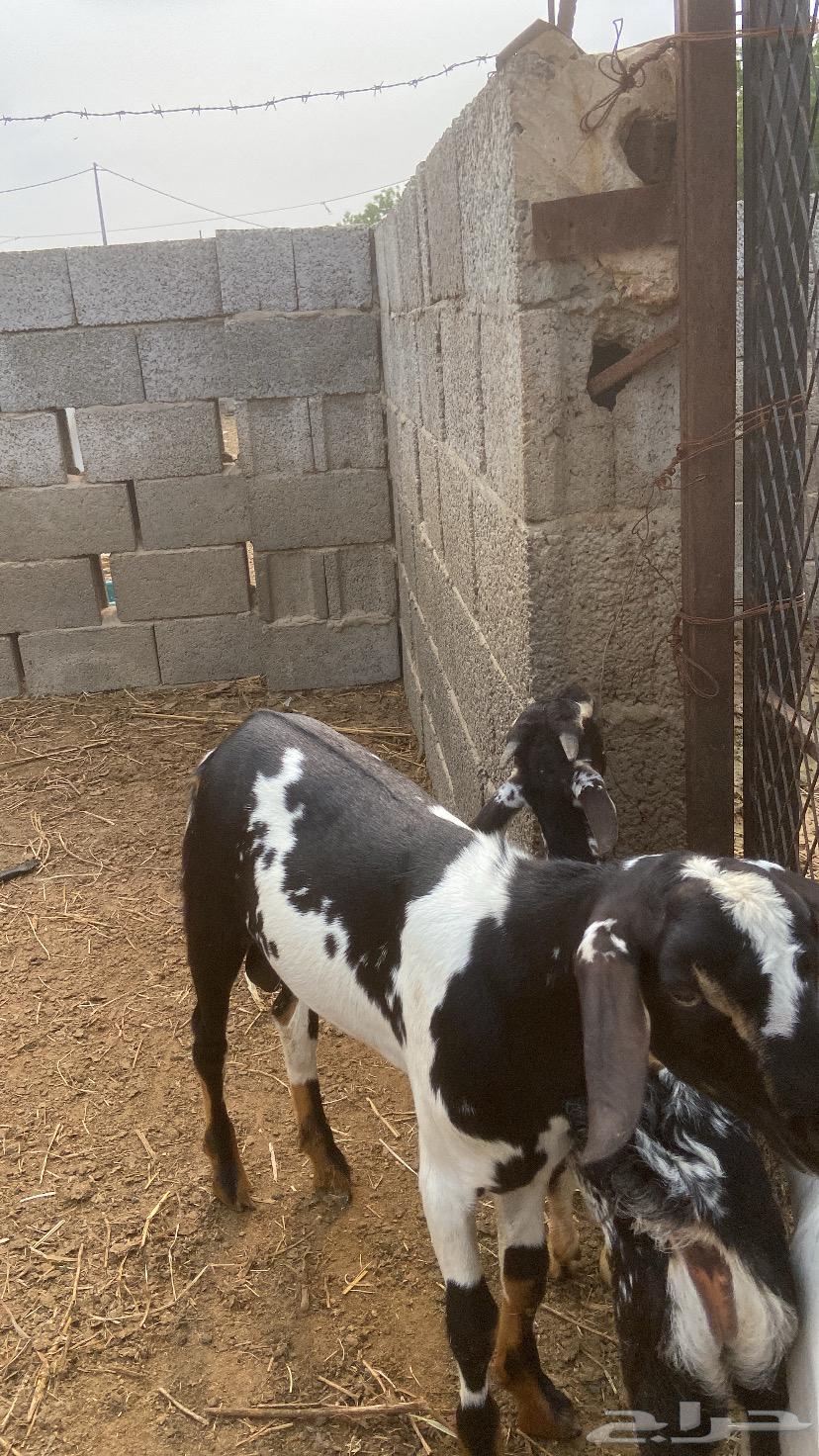 Goat for breeding64391591452033111