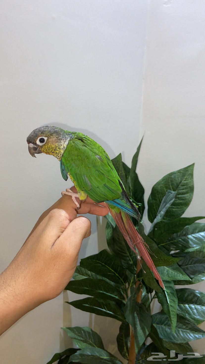 Kinyour64381493923074113