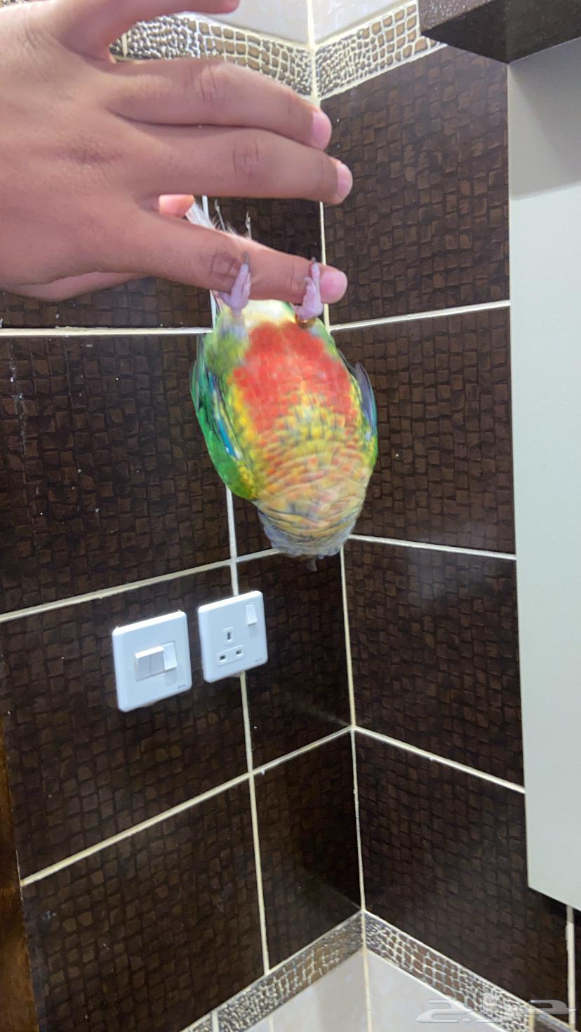 Kinyour64381493923074114