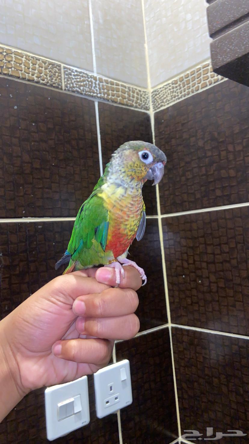 Kinyour64381493923074110