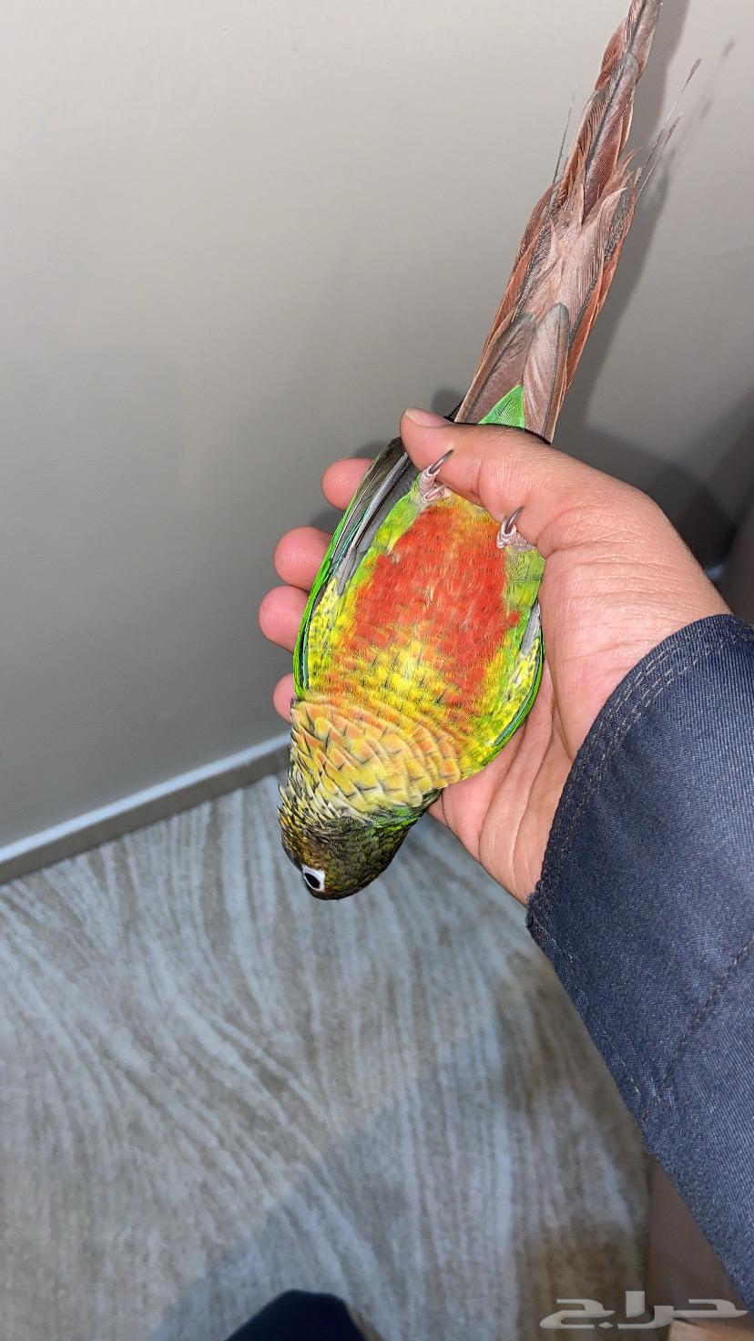 Kinyour64381493923074111