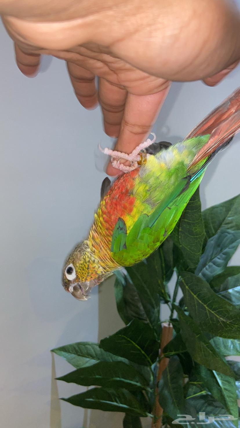 Kinyour64381493923074112