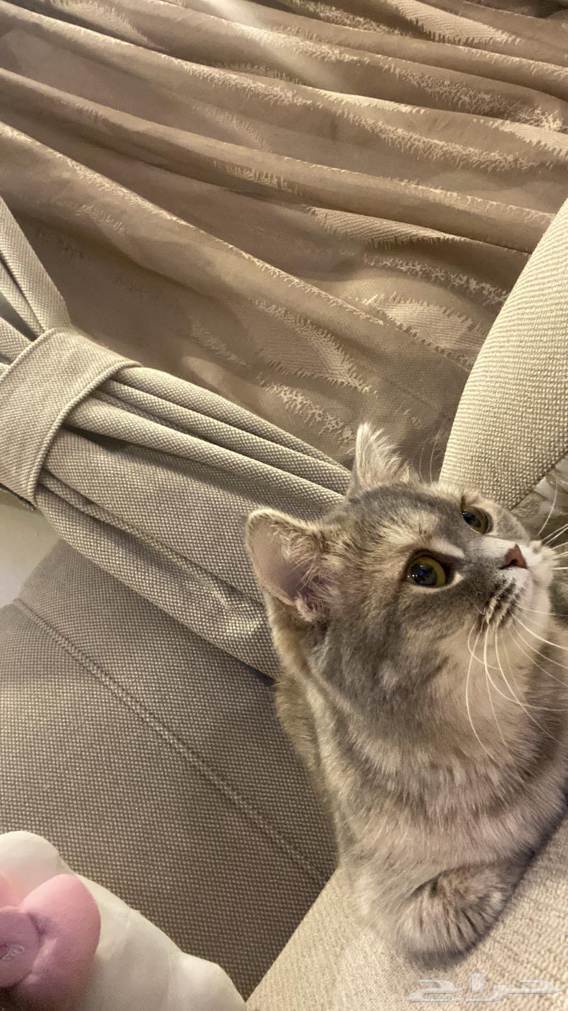 قطط للبيع64381480415874112