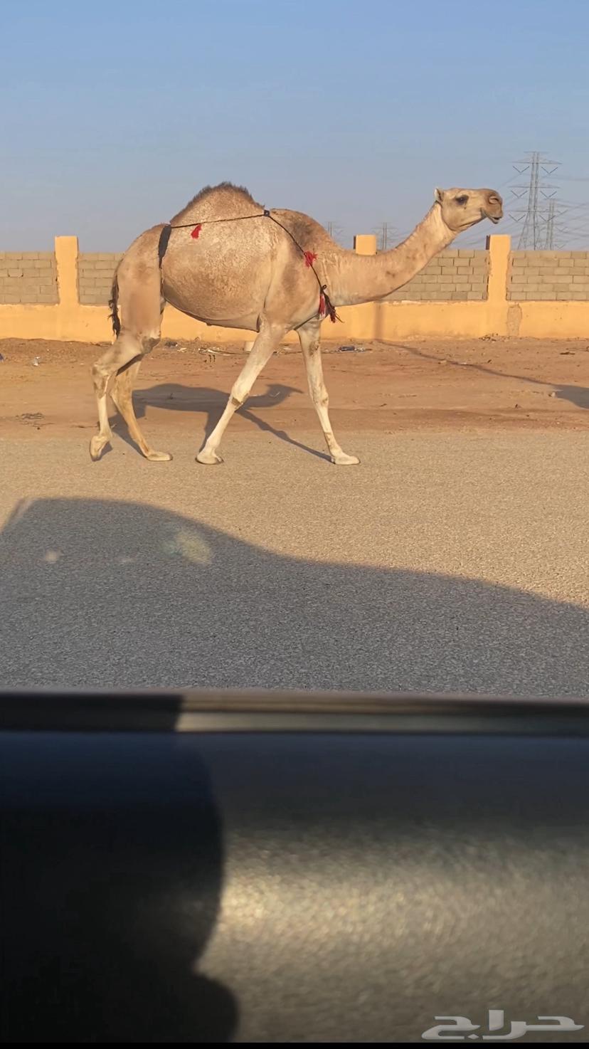 ضريبه شقحا64389516325634111