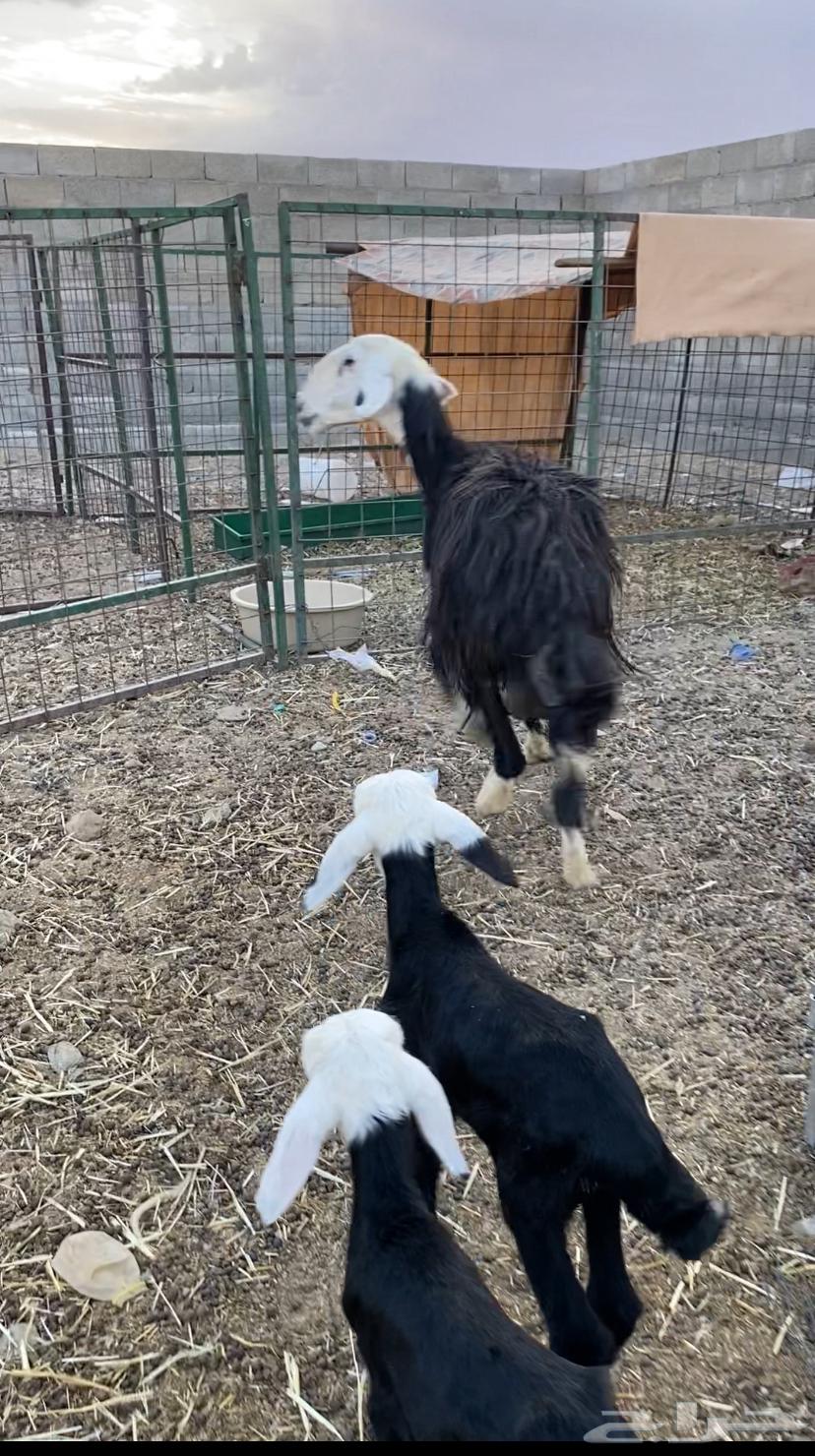 نجديه متومه64380244044674111