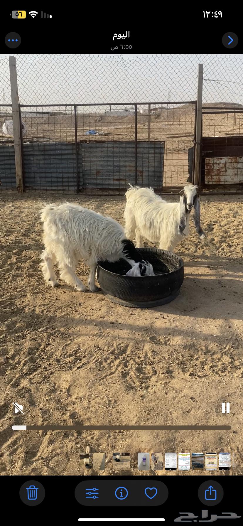 جفرات جذعات للبيع64382749279233114