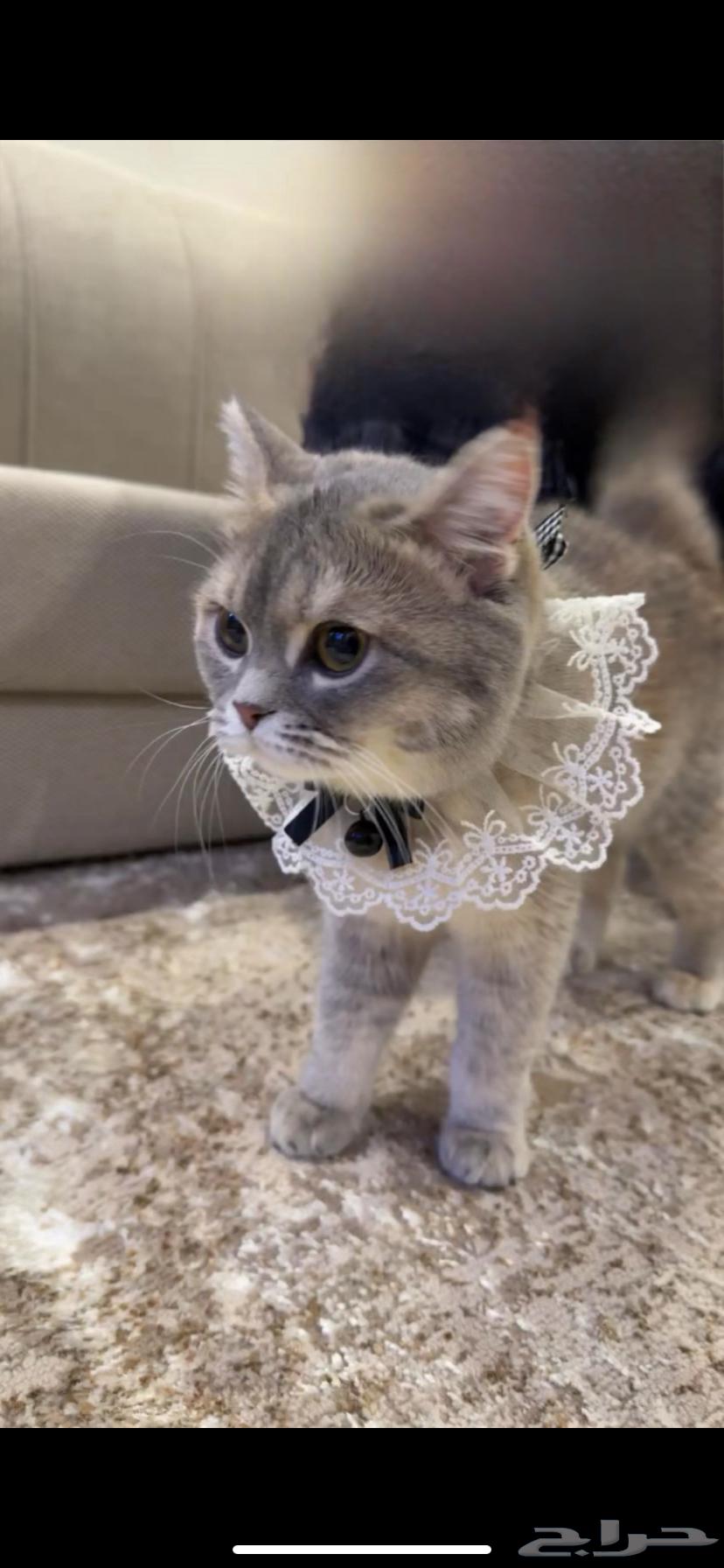قطط للبيع64381480415874111