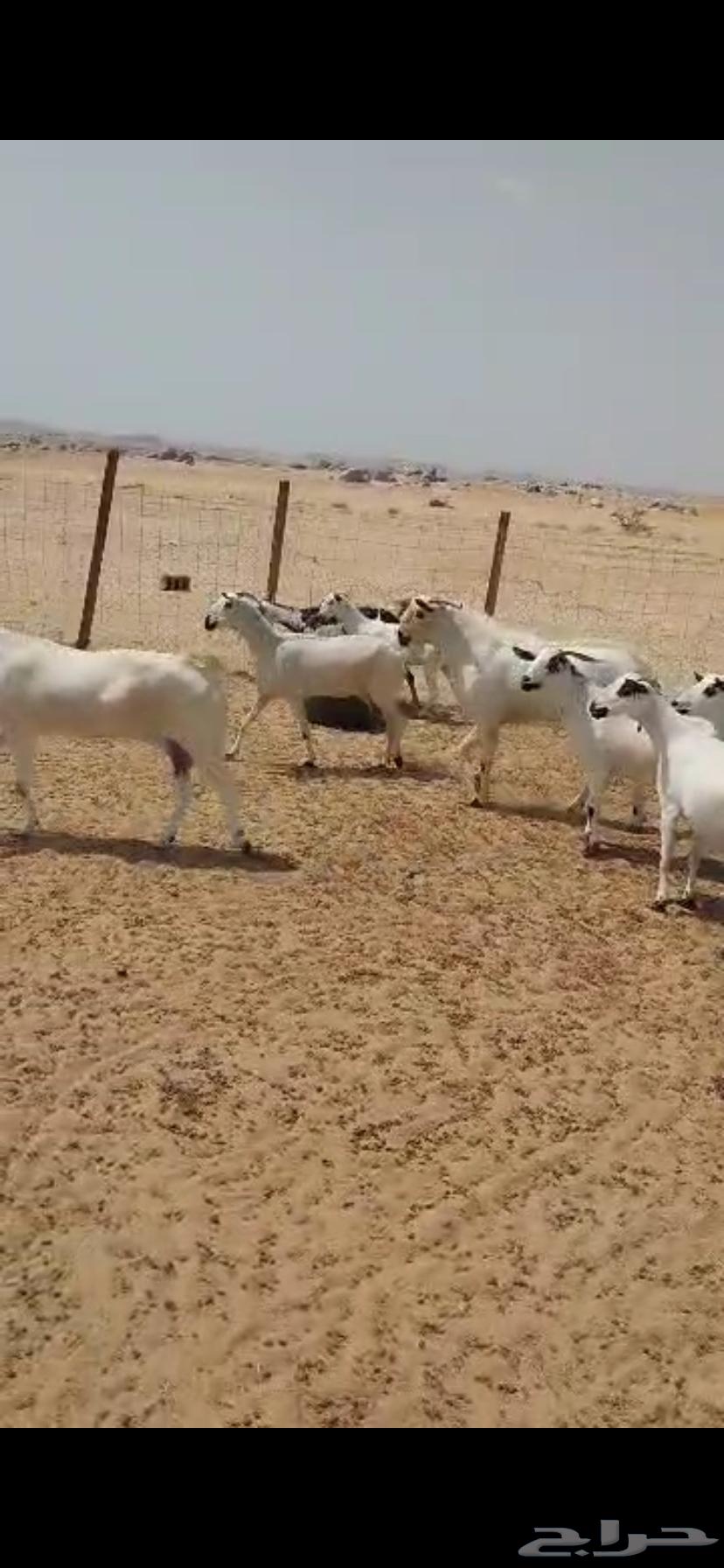 معزا بيشية للبيع64389086640131112