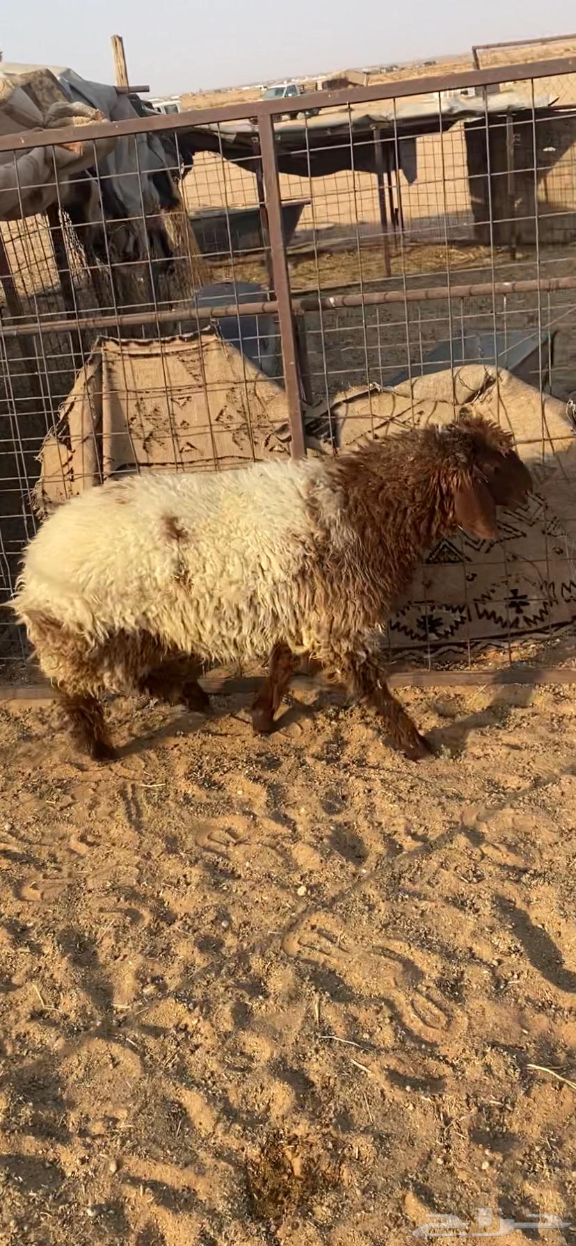 رخل طيبه64381726390530111