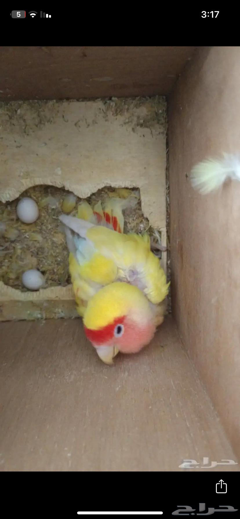 Pair of days64384245689346111