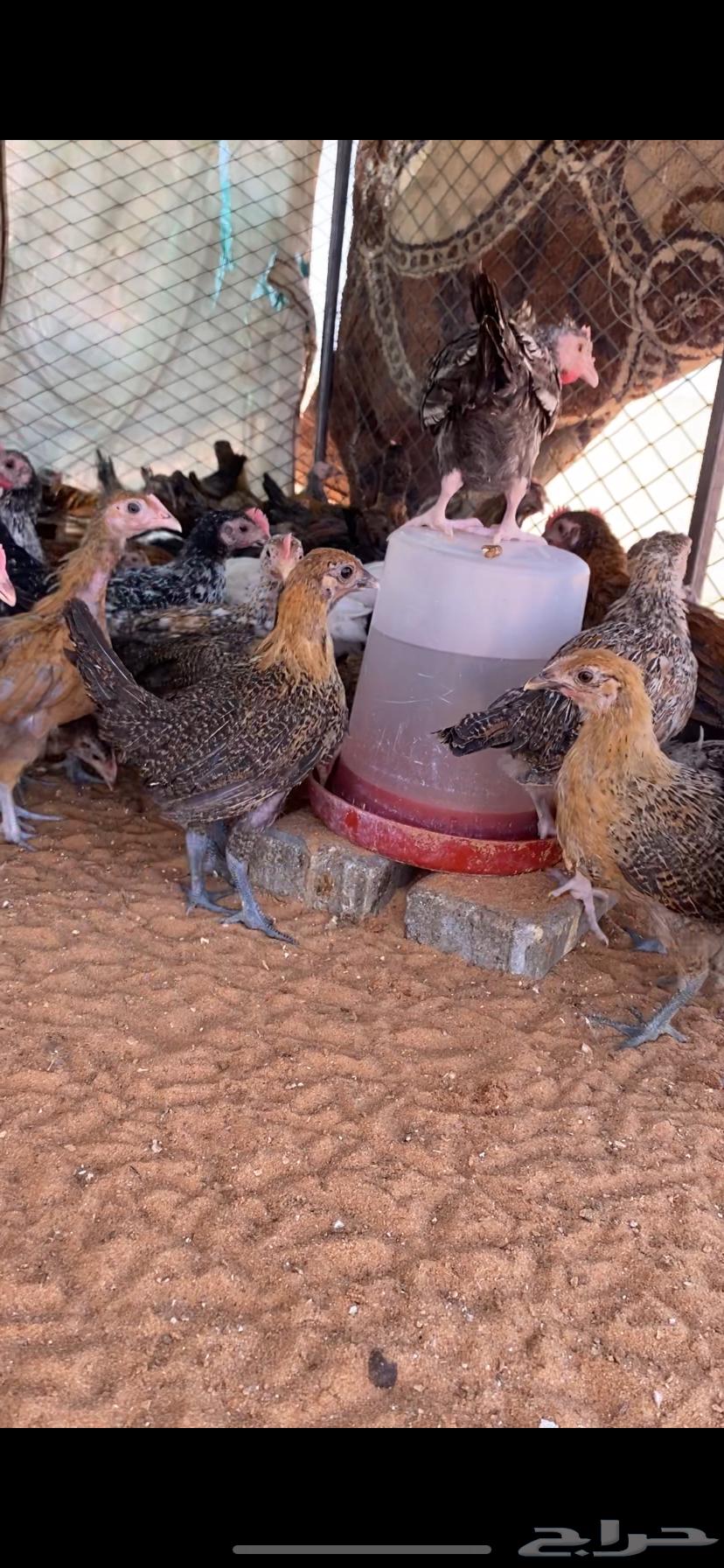 Faraaj Problem64387843582721110