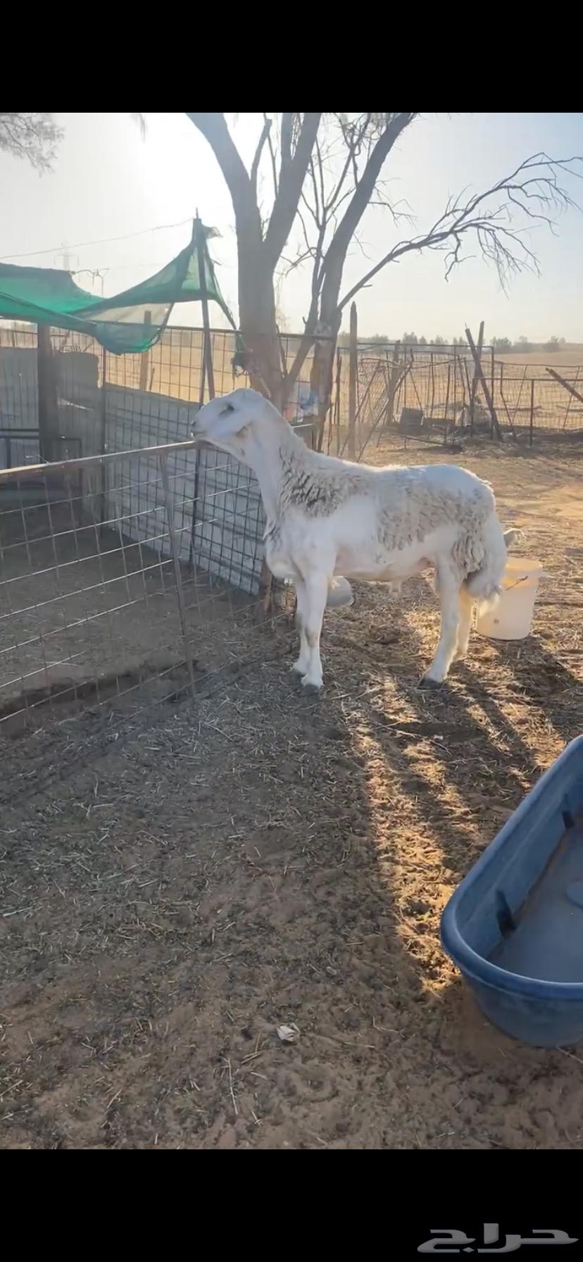 للبيع فحل حري صنف64380168830594111