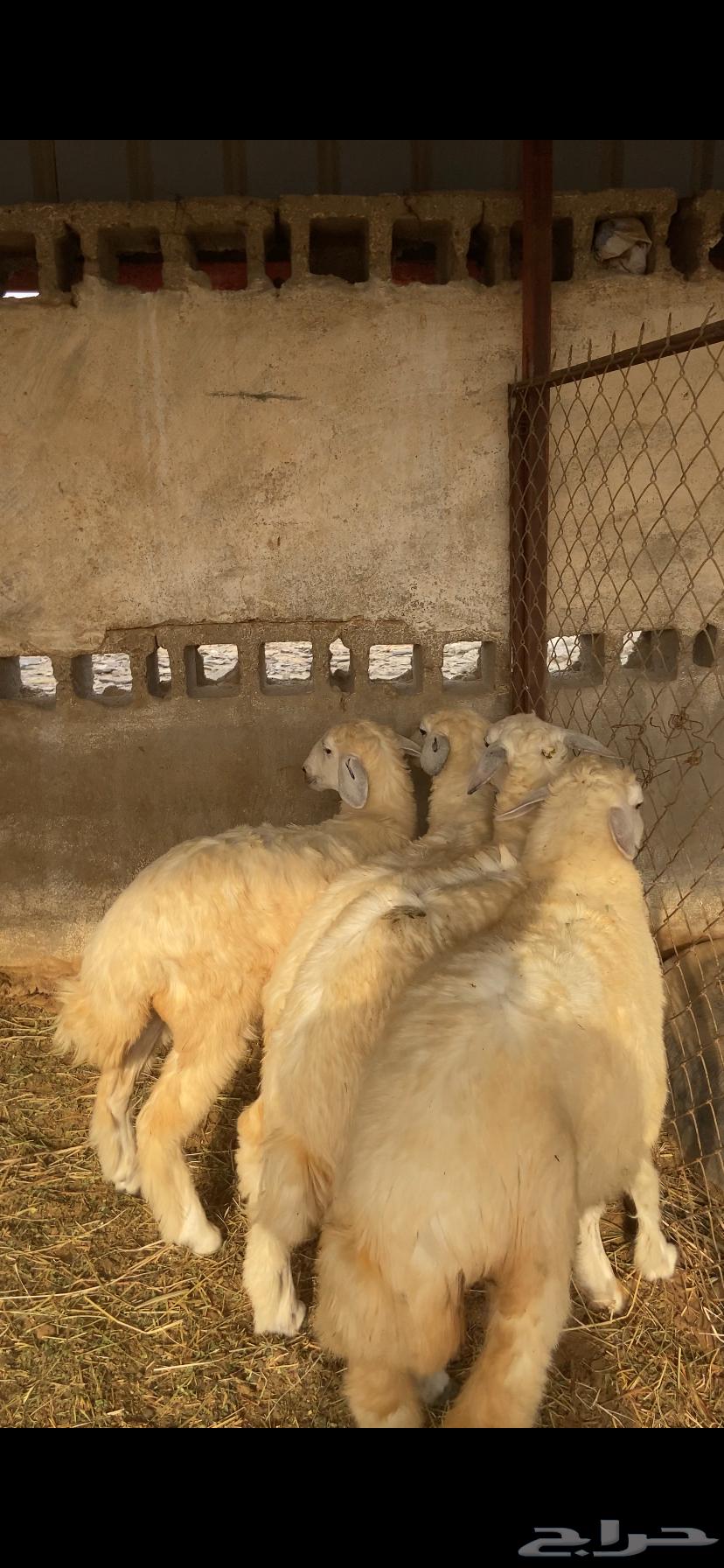 رخال طبيه للبيع64399703363459112