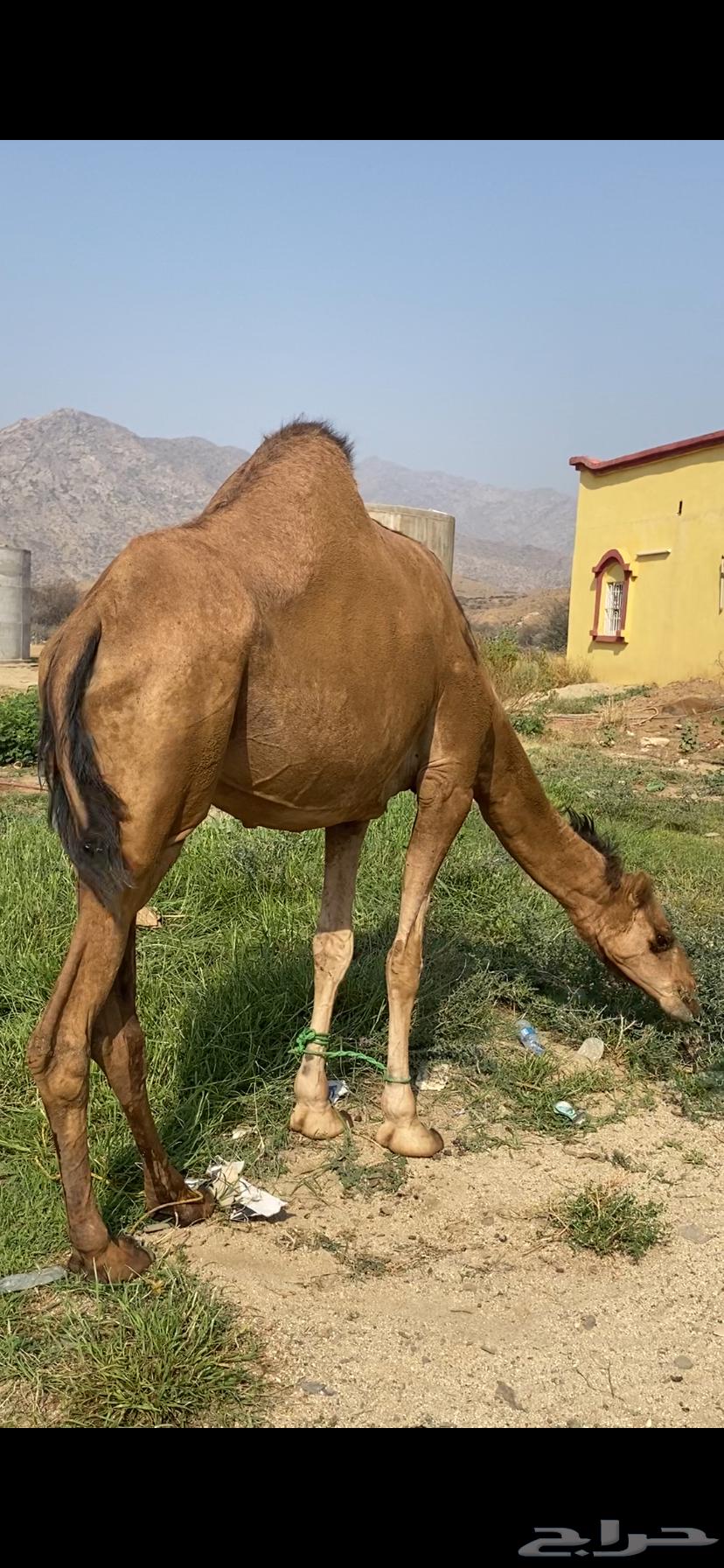 Coastal camel, four-toothed, five months old, conditioned64381370281475111
