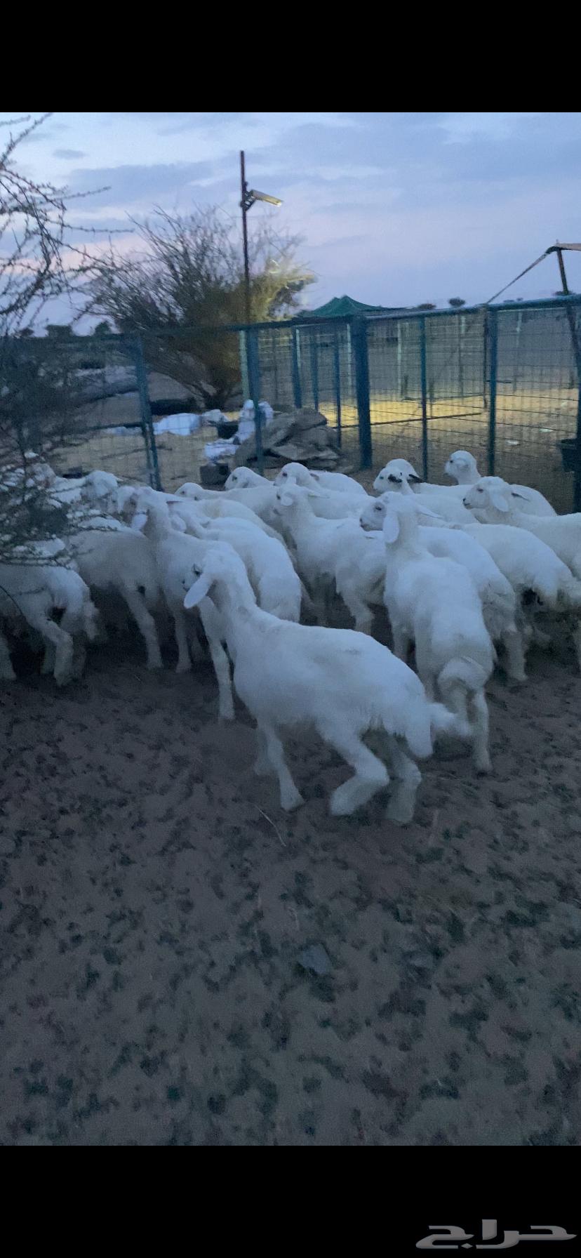 بهم تربيه تم البيع اضغط متابعه يصلك كل جديد64381644046082113