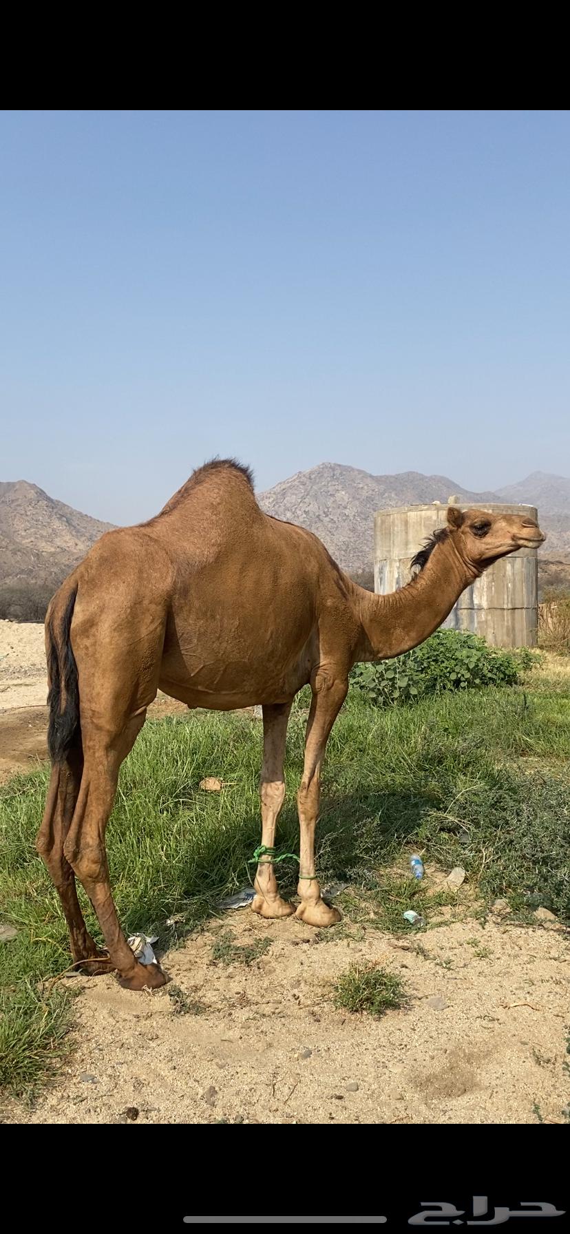 Coastal camel, four-toothed, five months old, conditioned64381370281475114