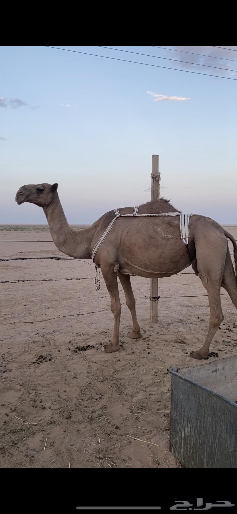 لبيع نياق لقحه صفراء و خفوت وضحاء تو بايع ولدها64390995547010114