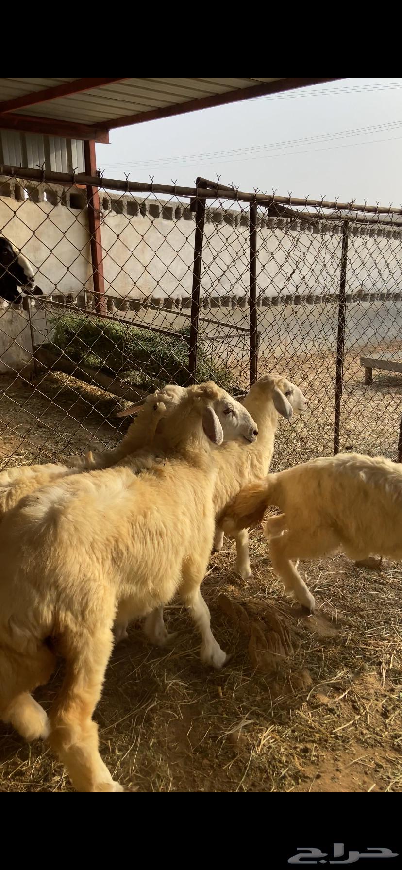 رخال طبيه للبيع64399703363459111