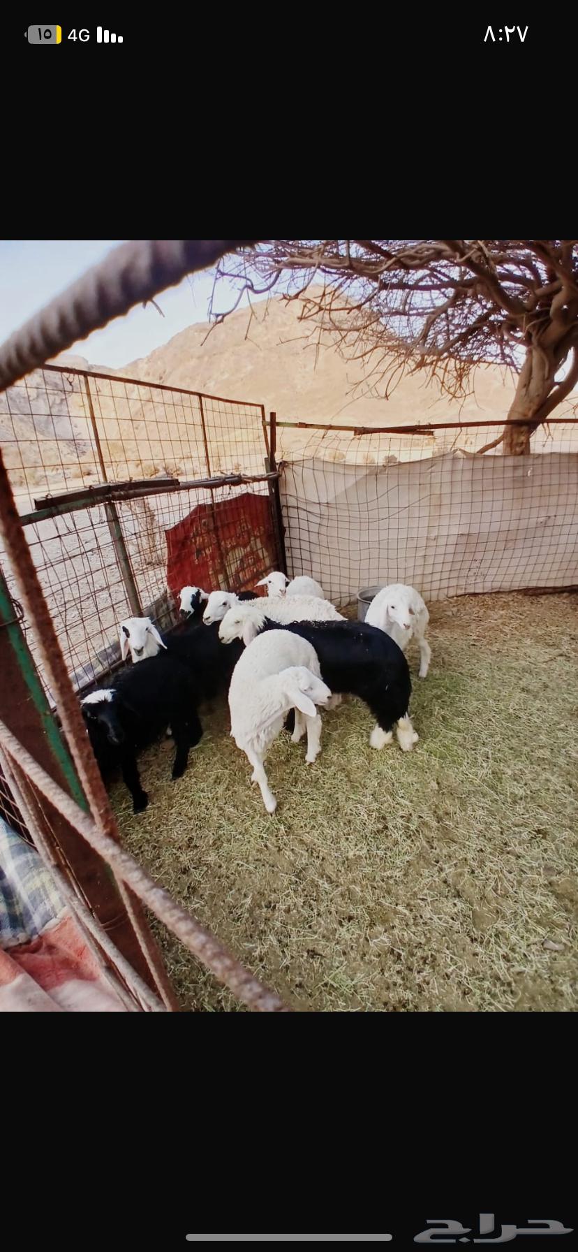 للبيع طليان ورخال سمان ونضاف شرط64389791683331111