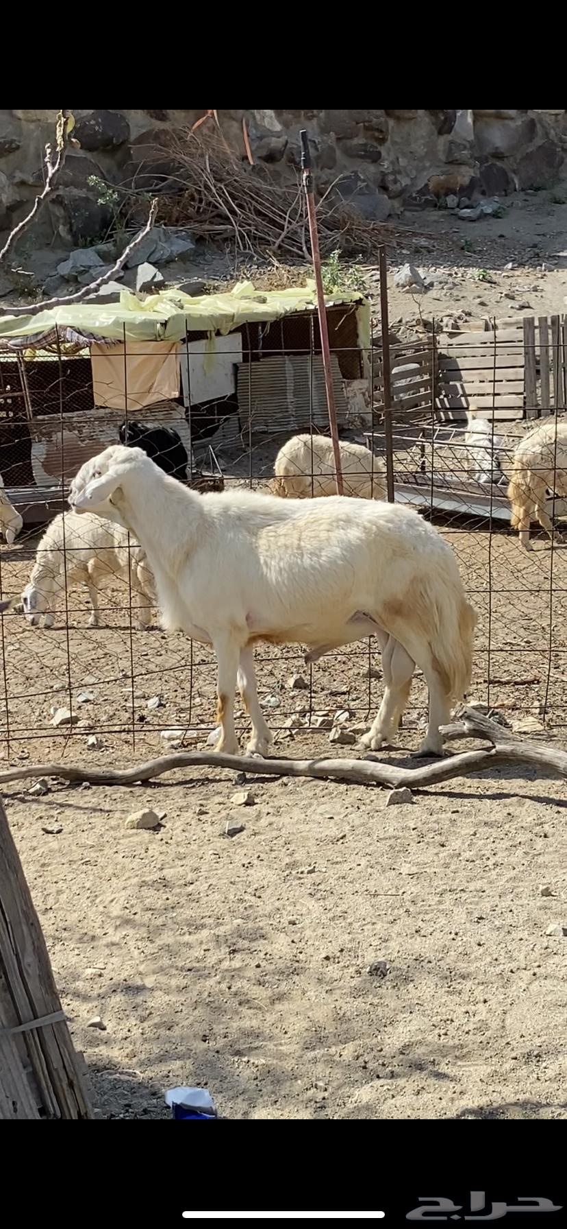 طلي فحل جرم وحار64381507972610110