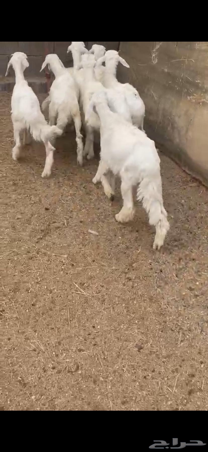 بهم تربيه للبيع64379975437058111