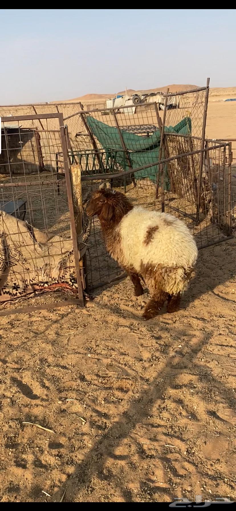 رخل طيبه64381726390530110