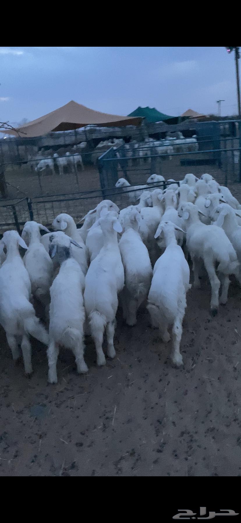 بهم تربيه تم البيع اضغط متابعه يصلك كل جديد64381644046082110