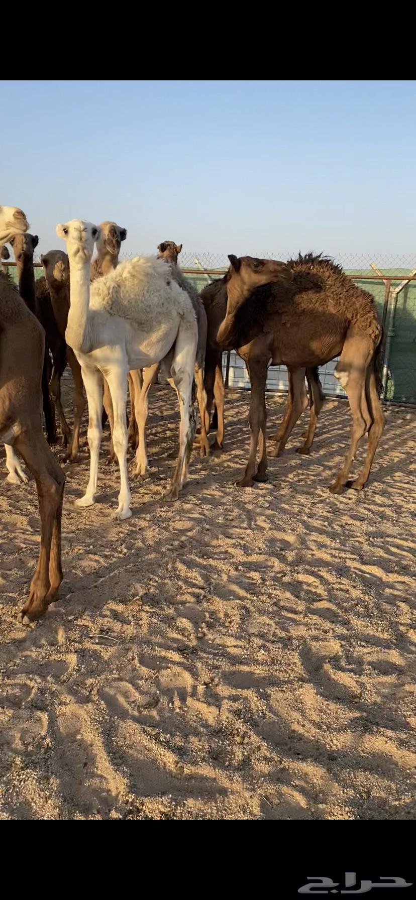 للبيع حشو لباني64388729595778112