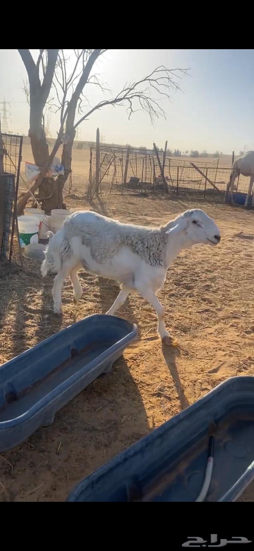 للبيع فحل حري صنف64380168830594110