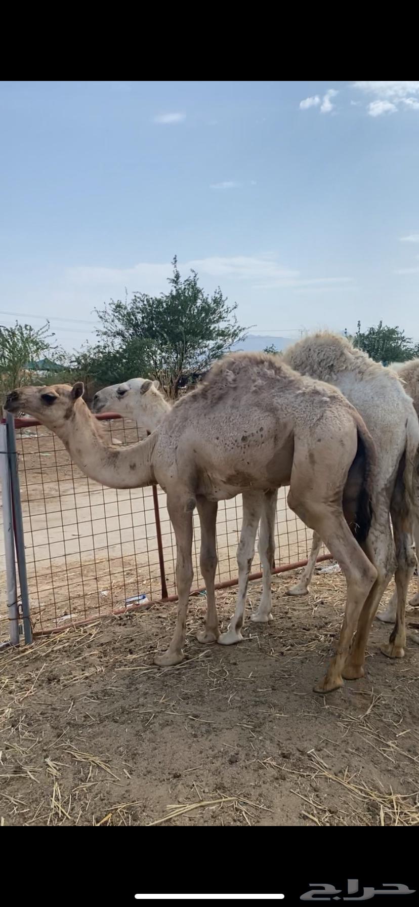 Qa'dan Afr Al-Adad 264390788262401112